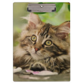 Cute Maine Coon Cat Kitten Photo Portret - op Klembord (Voorkant)