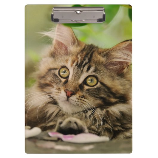 Cute Maine Coon Cat Kitten Photo Portret - op Klembord (Voorkant)
