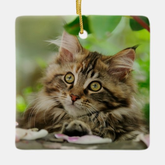 Cute Maine Coon Cat Kitten Portret - porcelein Keramisch Ornament (Voorkant)