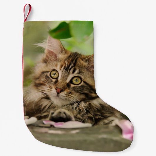 Cute Maine Coon Cat Kitten Santa mantle Kleine Kerstsok (Voorkant)