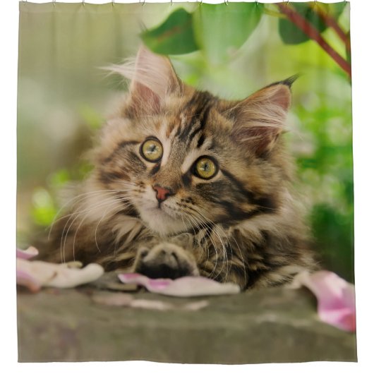 Cute Maine Coon cat kitten Showgordijn Douchegordijn (Voorkant)