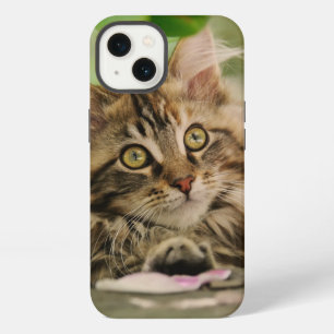 Cute Maine Coon Kat Kitten Foto Portret - iPhone 13 Hoesje