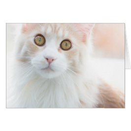 Cute Maine Coon kitten