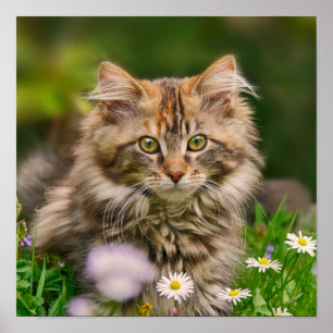 Cute Maine Coon Kitten Cat Animal Foto Poster