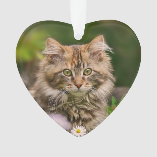 Cute Maine Coon Kitten Cat in a Flower Meadow Ornament (voorkant)
