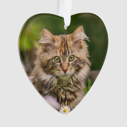 Cute Maine Coon Kitten Cat in a Flower Meadow Ornament (voorkant)