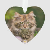 Cute Maine Coon Kitten Cat in a Flower Meadow Ornament (achterkant)