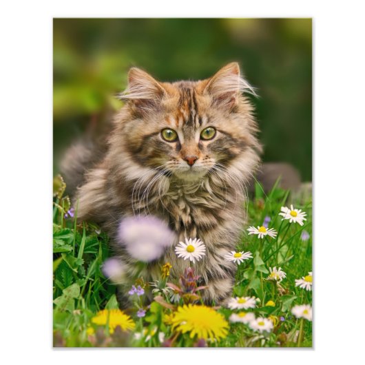 Cute Maine Coon Kitten Cat in a Flowery Meadow - Foto Afdruk (Voorkant)