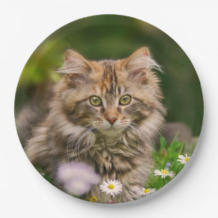 Cute Maine Coon Kitten Cat in a Meadow Happy Party Papieren Bordje