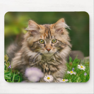 Cute Maine Coon Kitten Cat in Flower Meadow Supply Muismat
