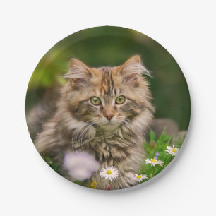 Cute Maine Coon Kitten Cat in Meadow Funny Party Papieren Bordje