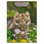 Cute Maine Coon Kitten Cat in Meadow Personalized Klembord (Voorkant)
