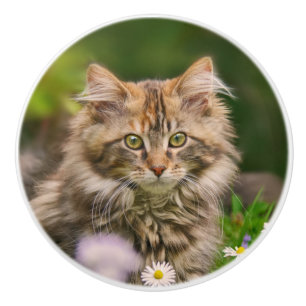 Cute Maine Coon Kitten Cat Pet Foto - Decoratief Keramische Knop