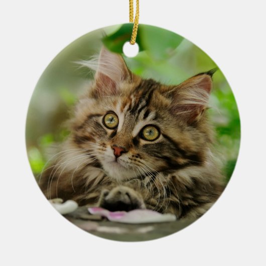 Cute Maine Coon kitten Keramisch Ornament (Voorkant)