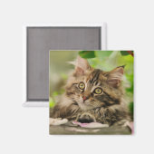 Cute Maine Coon kitten Magneet (Voorkant / Achterkant)