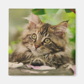 Cute Maine Coon kitten Magneet (Voorkant)