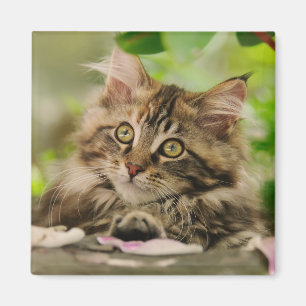 Cute Maine Coon kitten Magneet