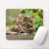 Cute Maine Coon kitten Muismat (Met muis)