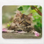 Cute Maine Coon kitten Muismat (Voorkant)