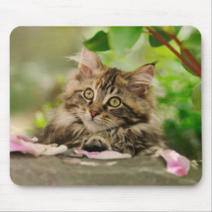 Cute Maine Coon kitten Muismat