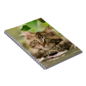 Cute Maine Coon kitten Notitieboek (Rechterzijde)