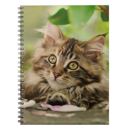Cute Maine Coon kitten Notitieboek (Voorkant)