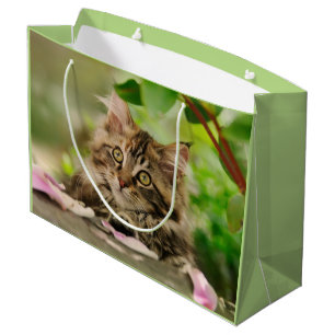 Cute Maine Coon Kitten, omhulsel Large Cadeautasje