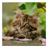 Cute Maine Coon kitten Poster (Voorkant)