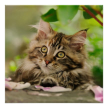 Cute Maine Coon kitten