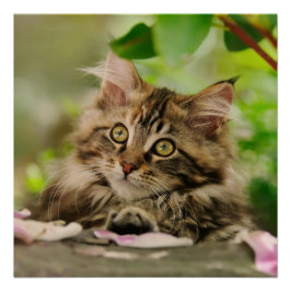 Cute Maine Coon kitten Poster