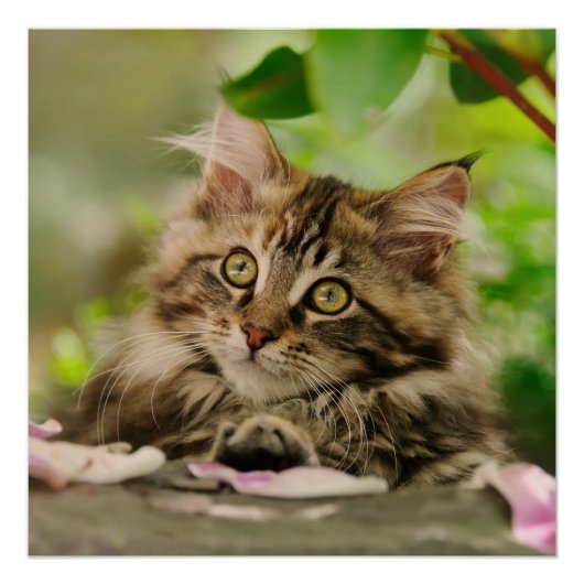 Cute Maine Coon kitten Poster (Voorkant)
