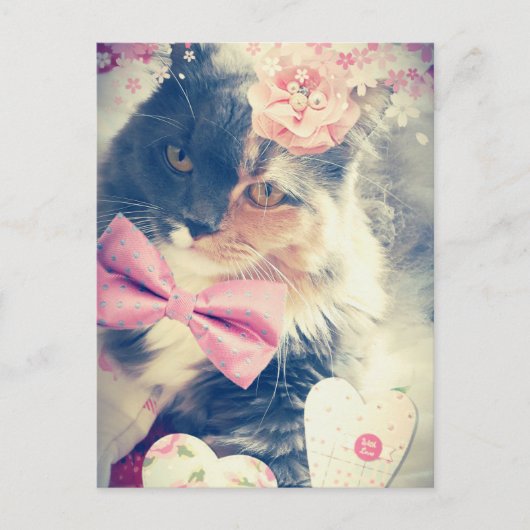Cute Maine Coon Kitten Retro Style Briefkaart (Voorkant)