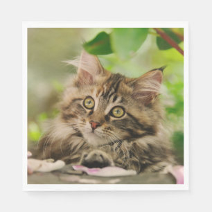 Cute Maine Coon kitten Servet