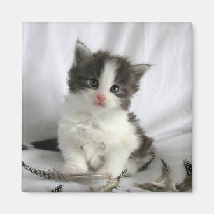 Cute Maine Coon kitten square magnenet Magneet