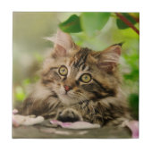 Cute Maine Coon kitten Tegeltje (Voorkant)