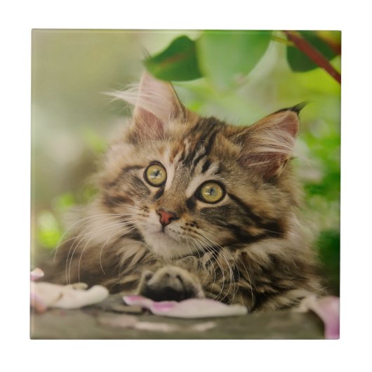 Cute Maine Coon kitten Tegeltje (Voorkant)