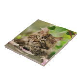 Cute Maine Coon kitten Tegeltje (Zijkant)