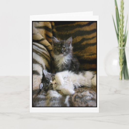 Cute Maine Coon kittens greeting card Kaart (Voorkant)