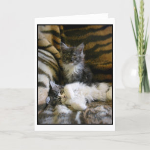 Cute Maine Coon kittens greeting card Kaart