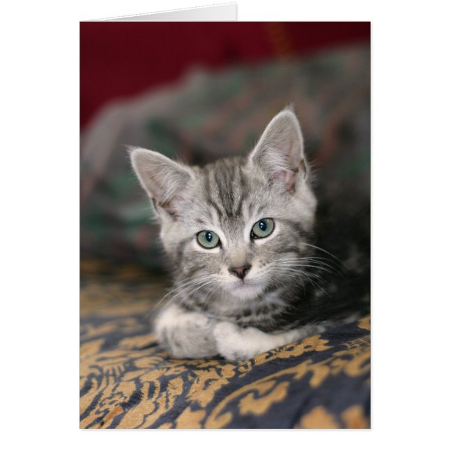 Cute Maine Coon Silver Tabby Kitten, Cat (Voorkant)