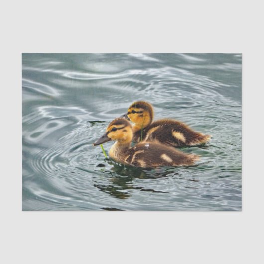 Cute Mallard Ducklings Photo Tissuepapier (Voorkant)