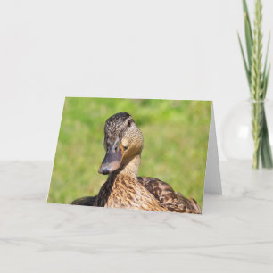 Cute Mallard krijgt een goede Kaart
