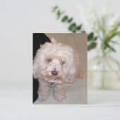 Cute Maltese Dog Briefkaart (Staand voorkant)