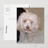 Cute Maltese Dog Briefkaart (Voorkant / Achterkant)