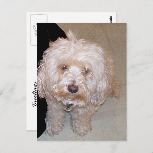 Cute Maltese Dog Briefkaart (Voorkant / Achterkant)