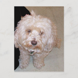 Cute Maltese Dog Briefkaart