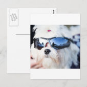 Cute Maltese Dog Briefkaart (Voorkant / Achterkant)