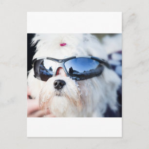 Cute Maltese Dog Briefkaart