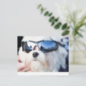 Cute Maltese Dog Briefkaart (Staand voorkant)