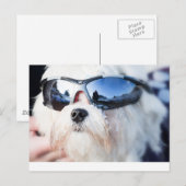 Cute Maltese Dog Briefkaart (Voorkant / Achterkant)